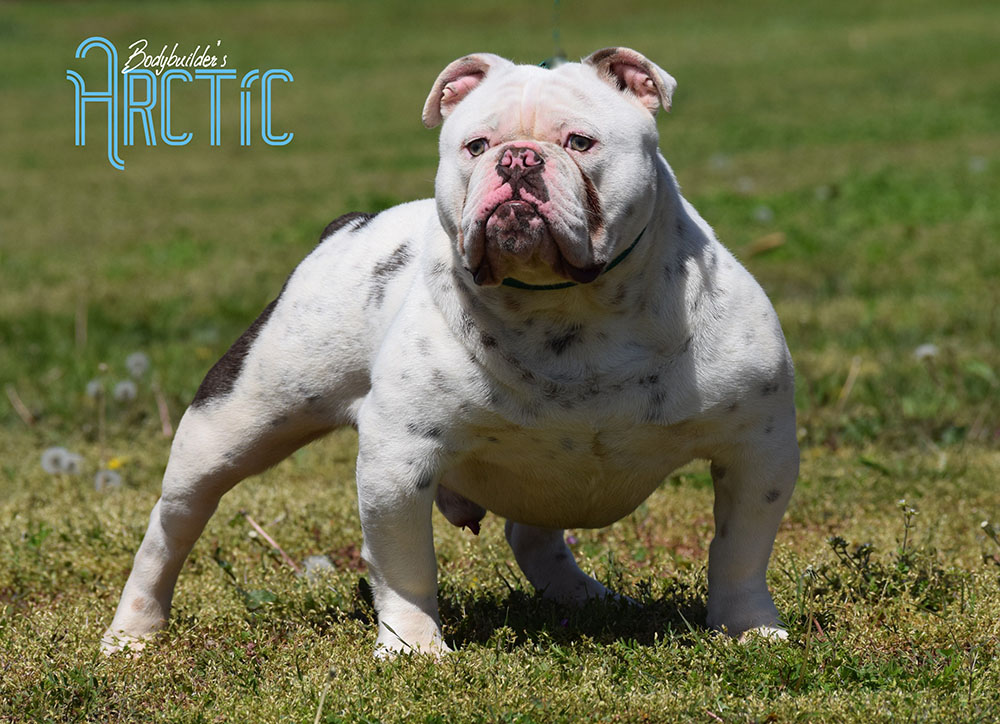 Arctic | Bodybuilder Bulldogs