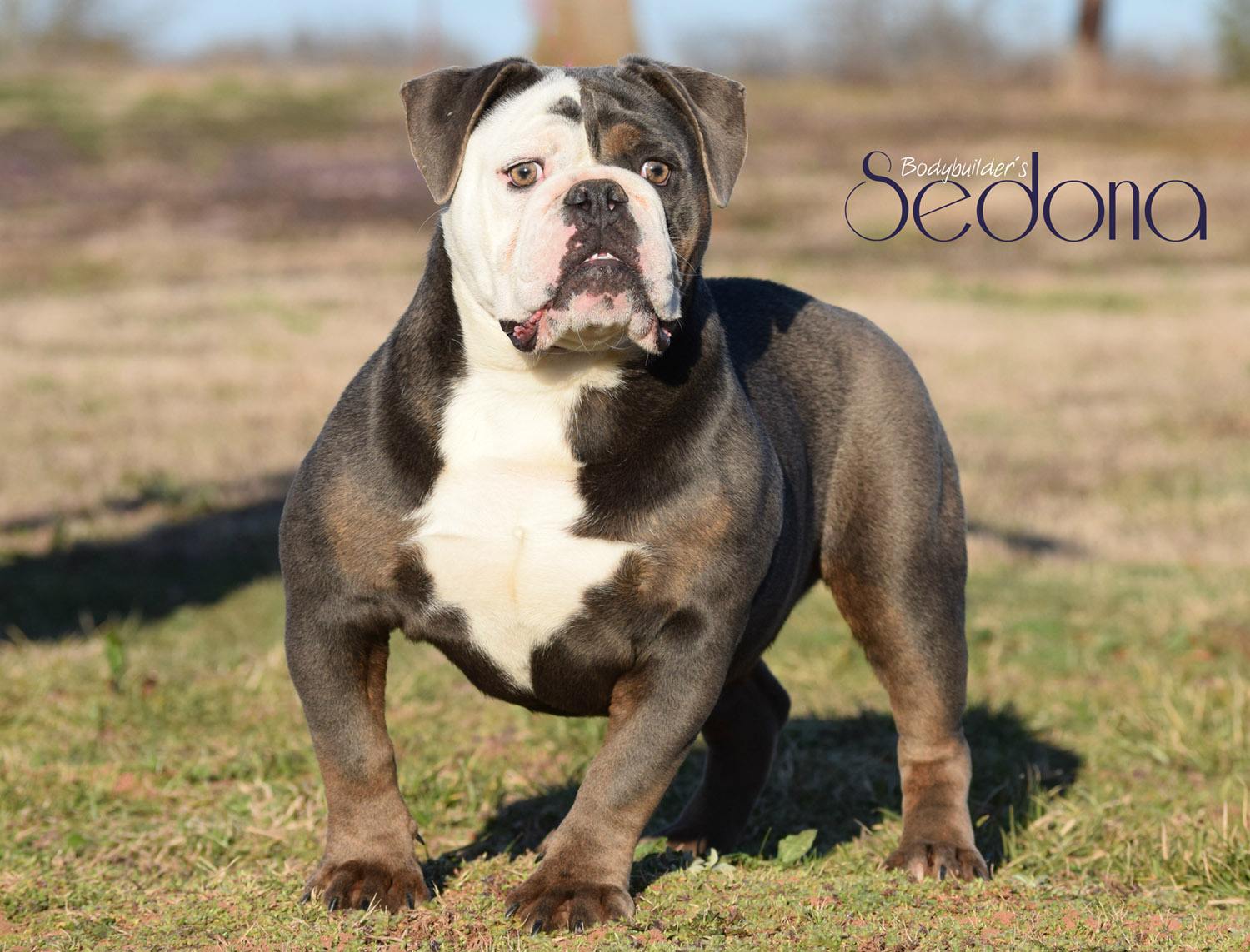 Sedona | Bodybuilder Bulldogs