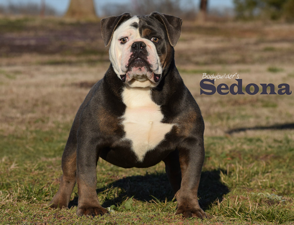 Bodybuilder Bulldogs' Sedona