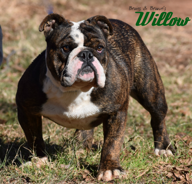 Olde English Bulldogge Breeders. Shipping Puppies to Vermont