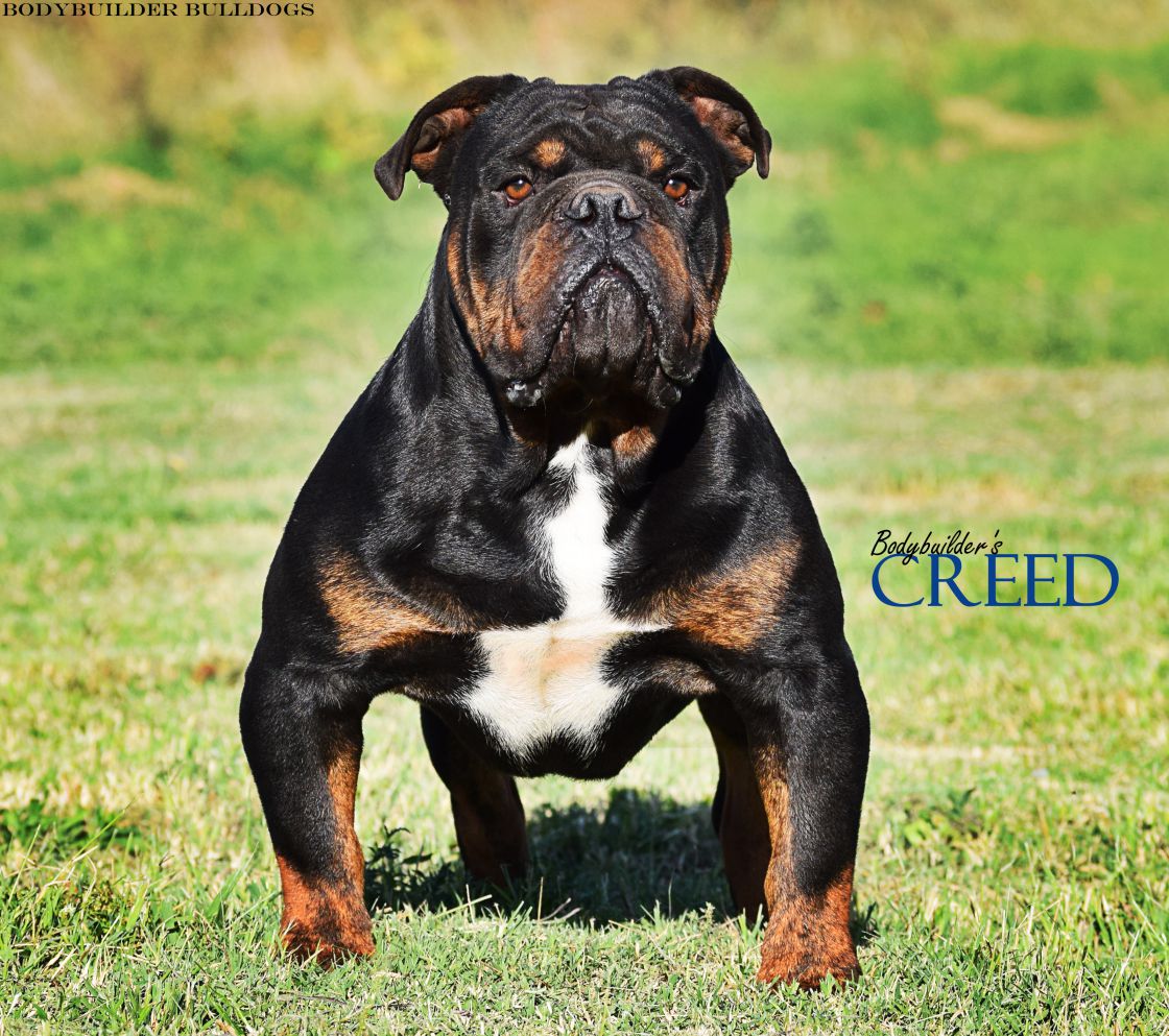 Bodybuilder Bulldogs' Creed