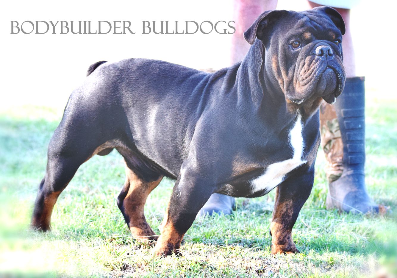 Bulldogs English bulldog dog breed information, pictures