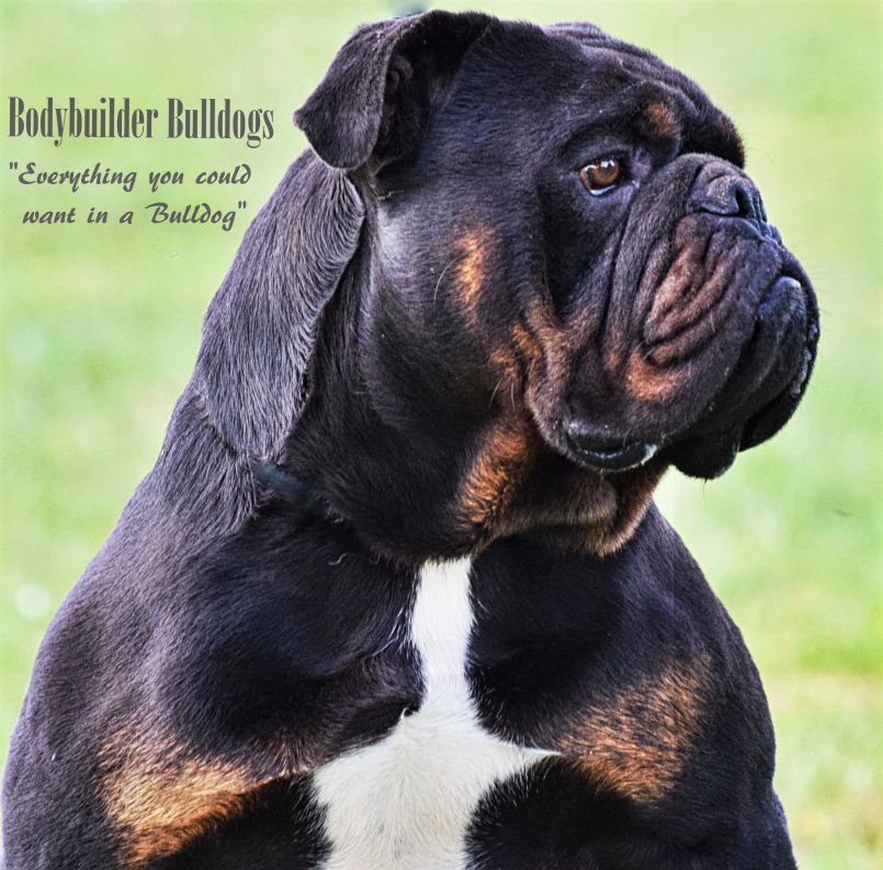 Bodybuilder Bulldogs' Creed