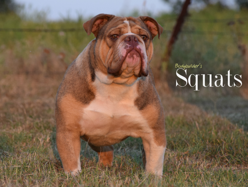 Bodybuilder Bulldogs' Squats