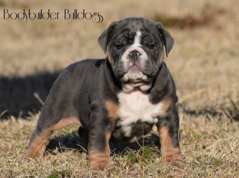 blue olde english bulldogge puppies for sale