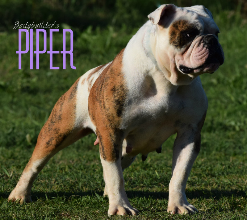 Olde English Bulldogge Breeders. Shipping to Tennessee