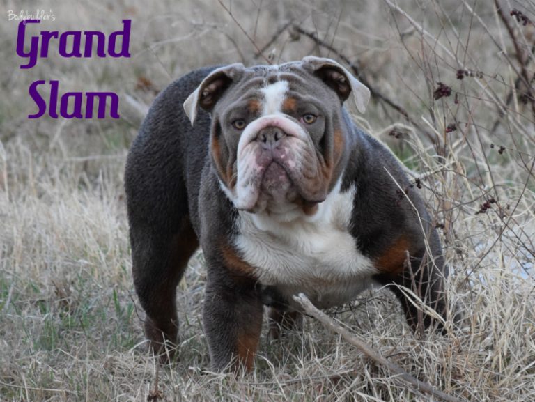 Olde English Bulldogge Breeders. Shipping to Massachusetts