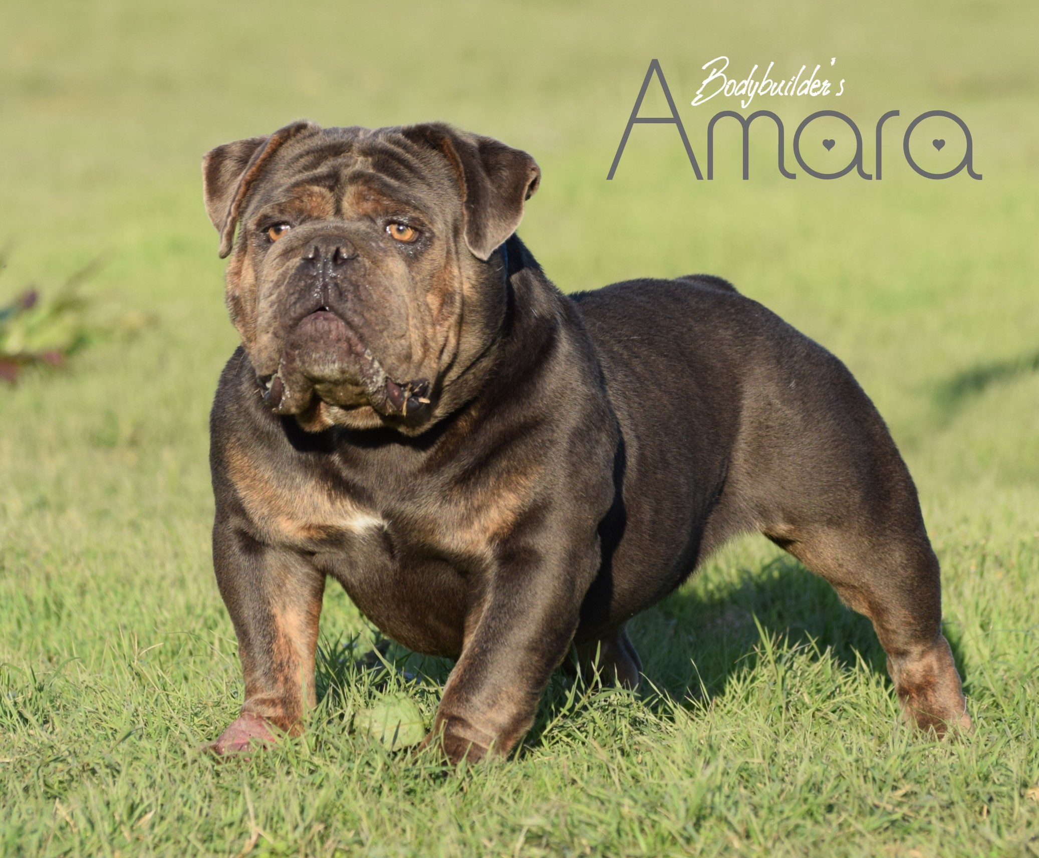 Amara 1
