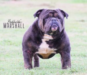 Marshall