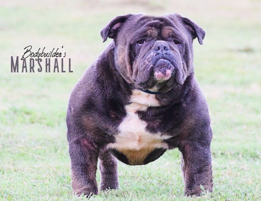 Marshall