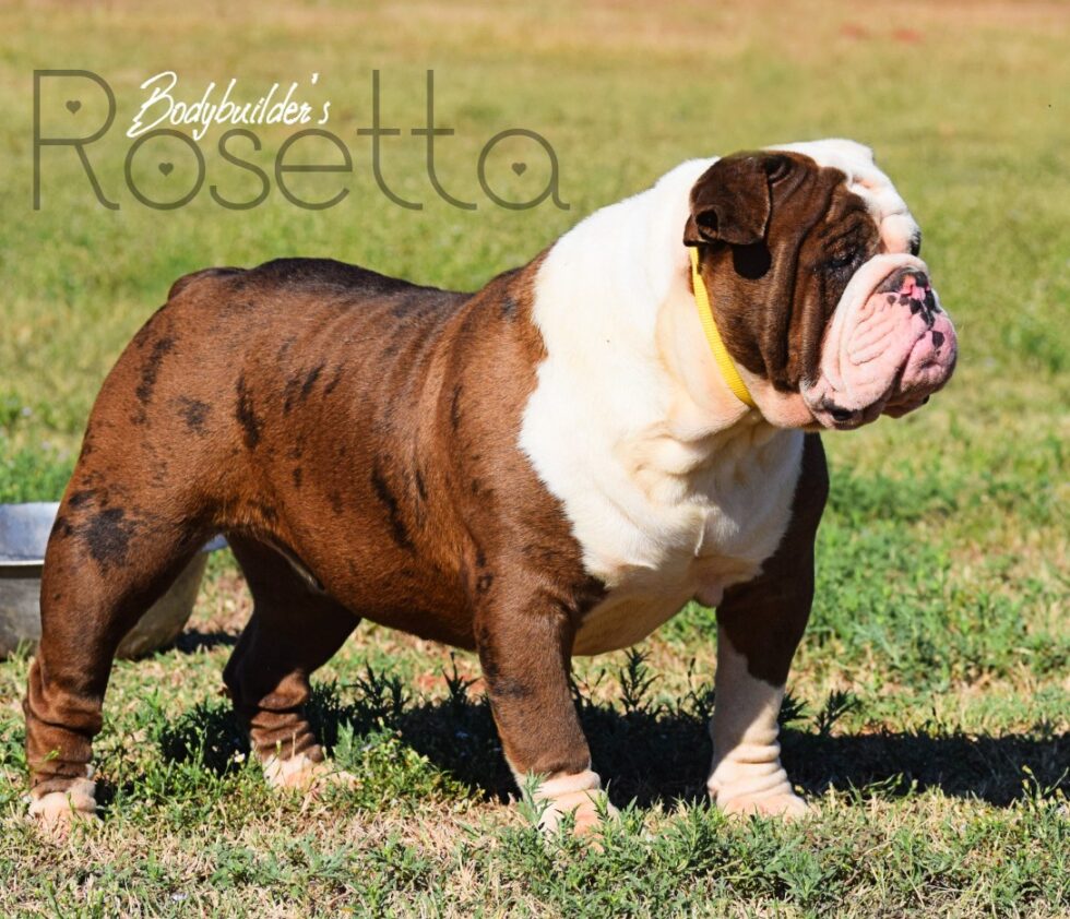 Bulldog Chicken Rosa Rosetta | Bodybuilder Bulldogs