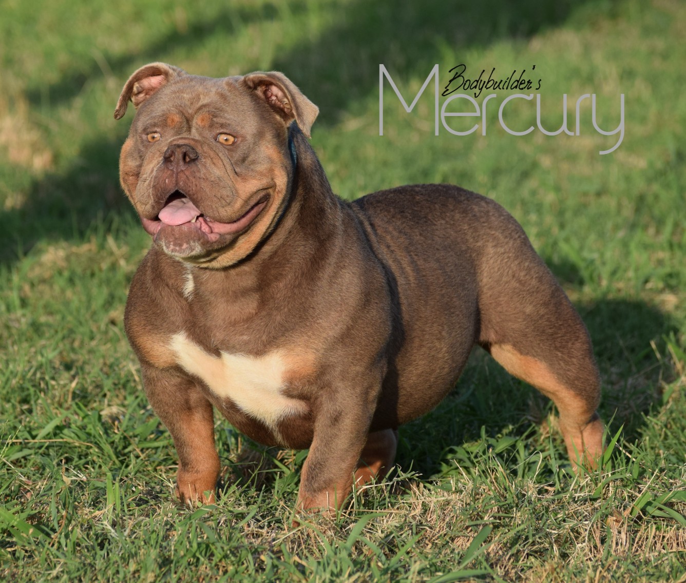 Mercury 1
