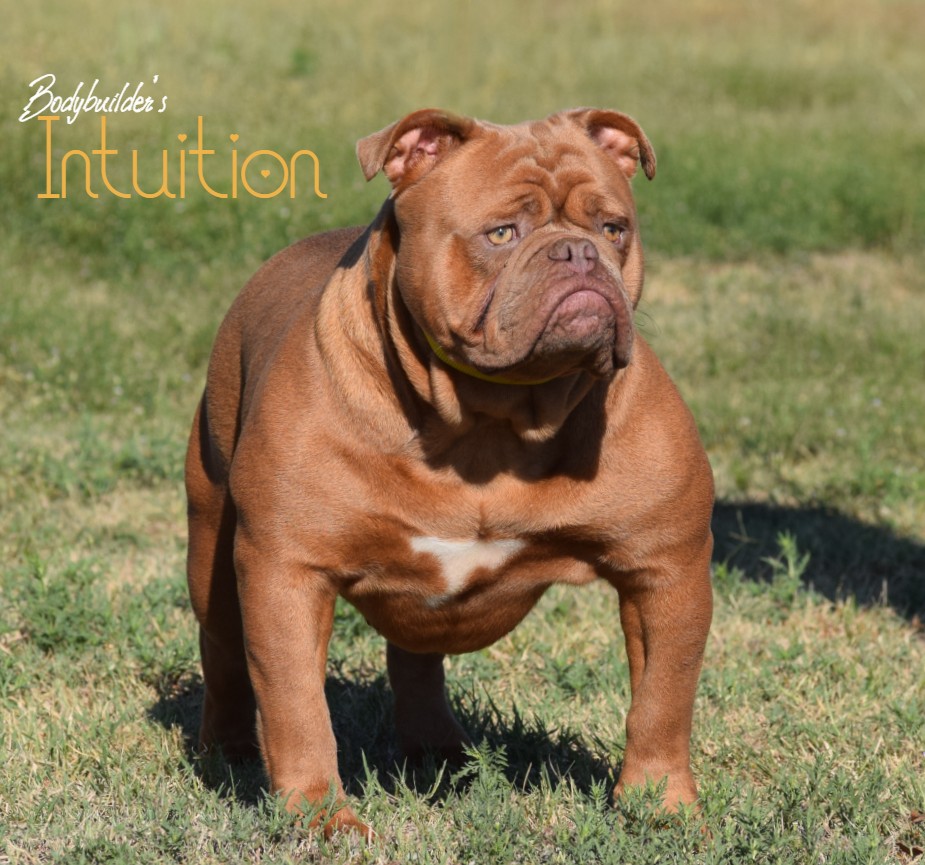 Intuition 10 Bodybuilder Bulldogs' Showtime