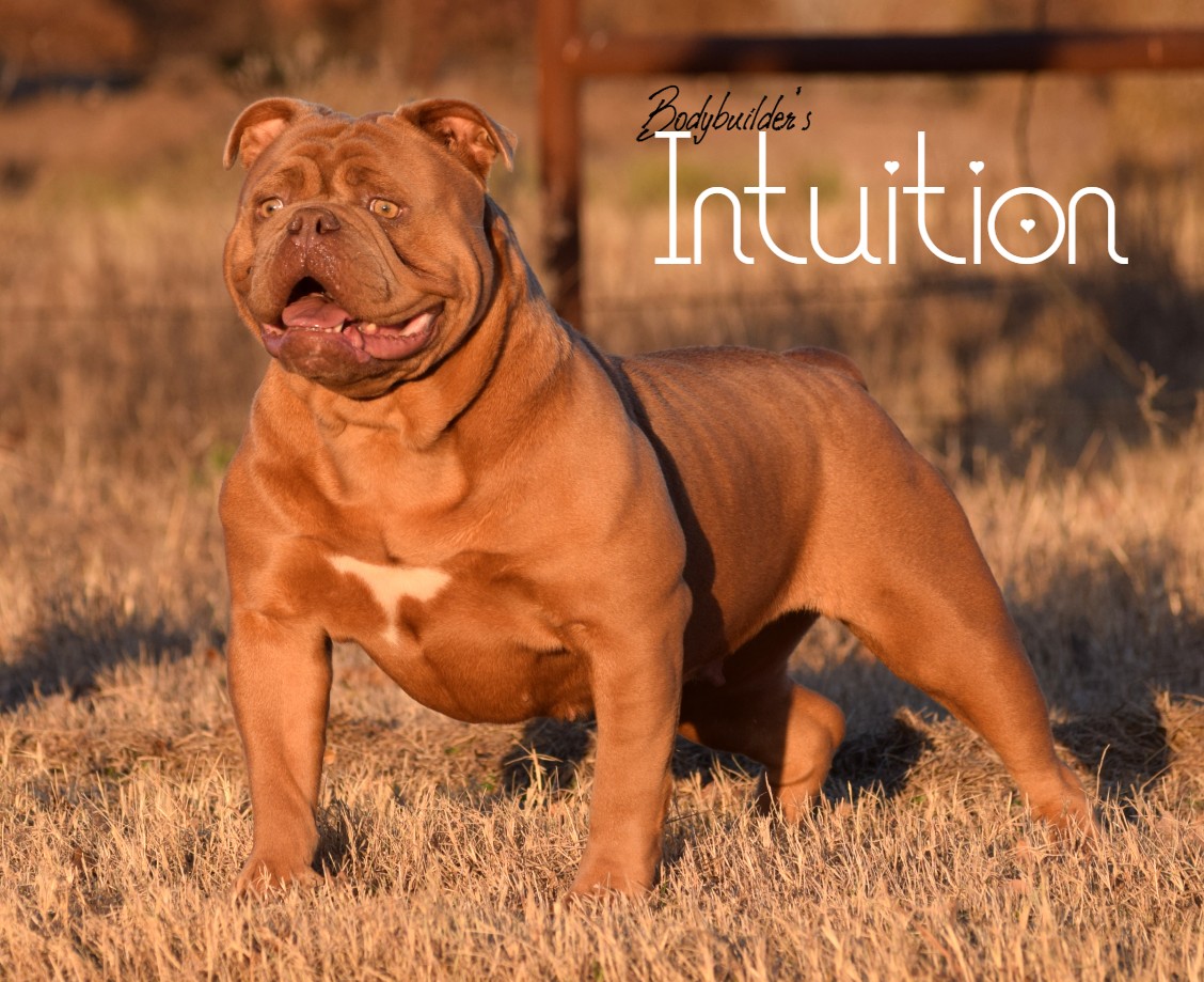 Intuition 20