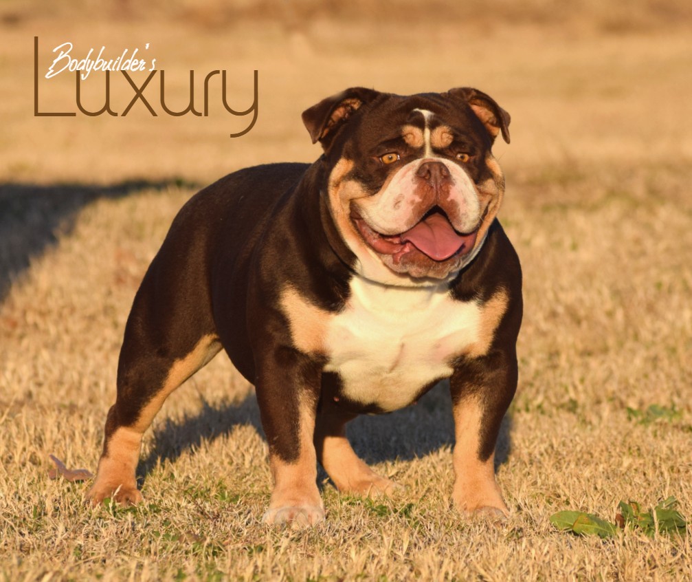 Bodybuilder Bulldogs' Sedona
