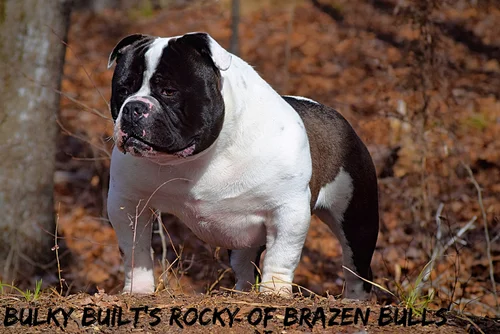 Rocky Bodybuilder Bulldogs' Apollo