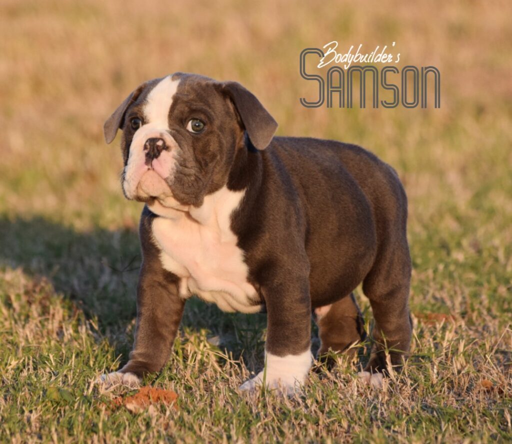 Samson