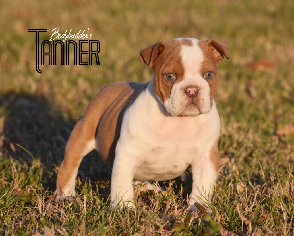 Tanner