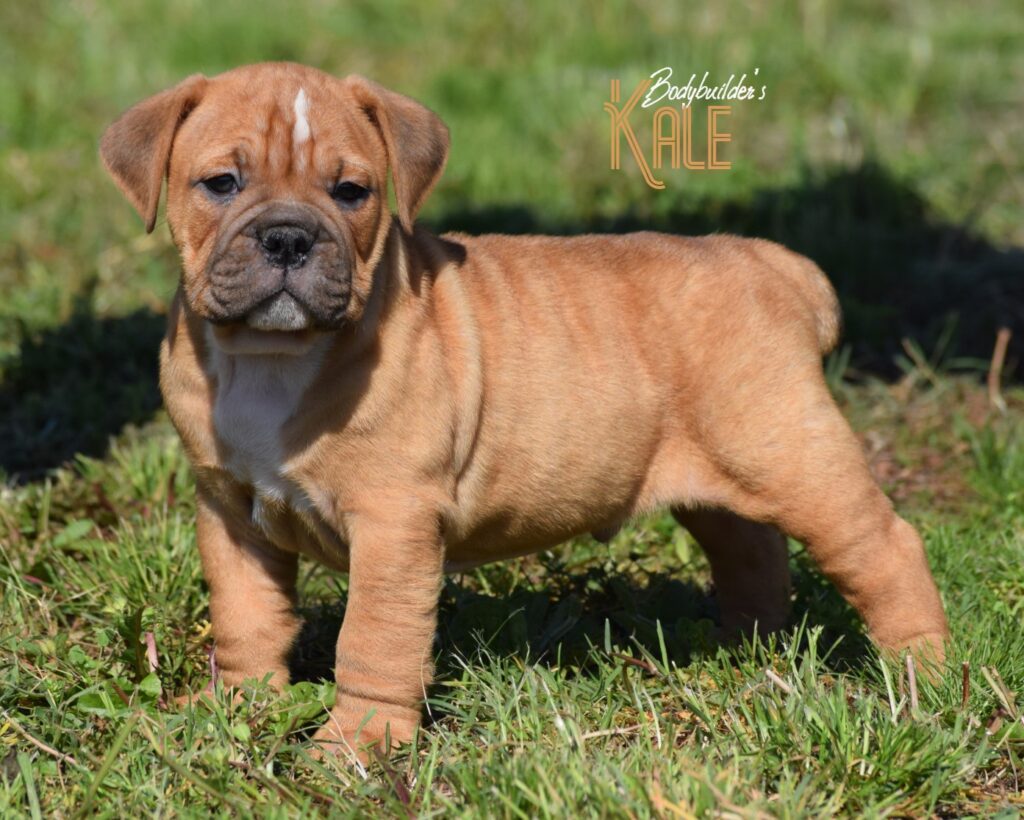 Kale