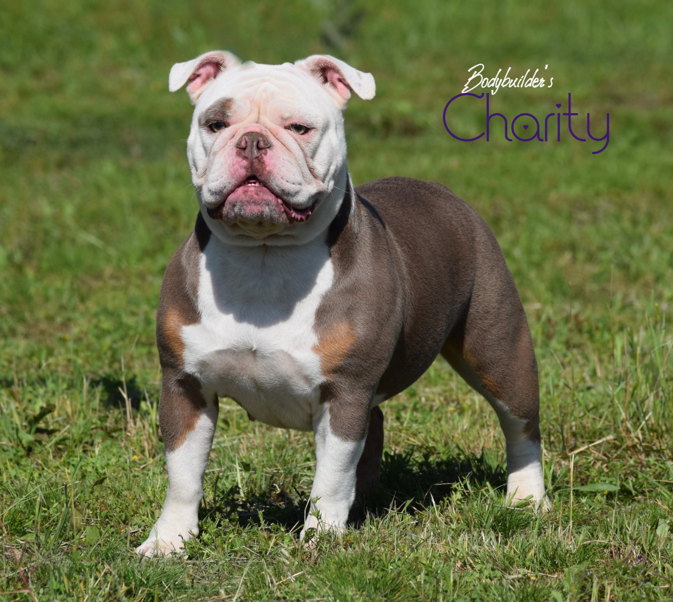 Bodybuilder Bulldogs' Sedona