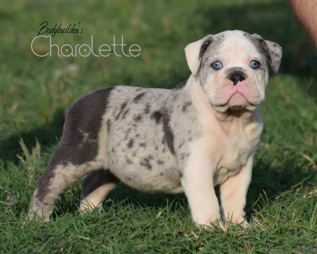 Charolette