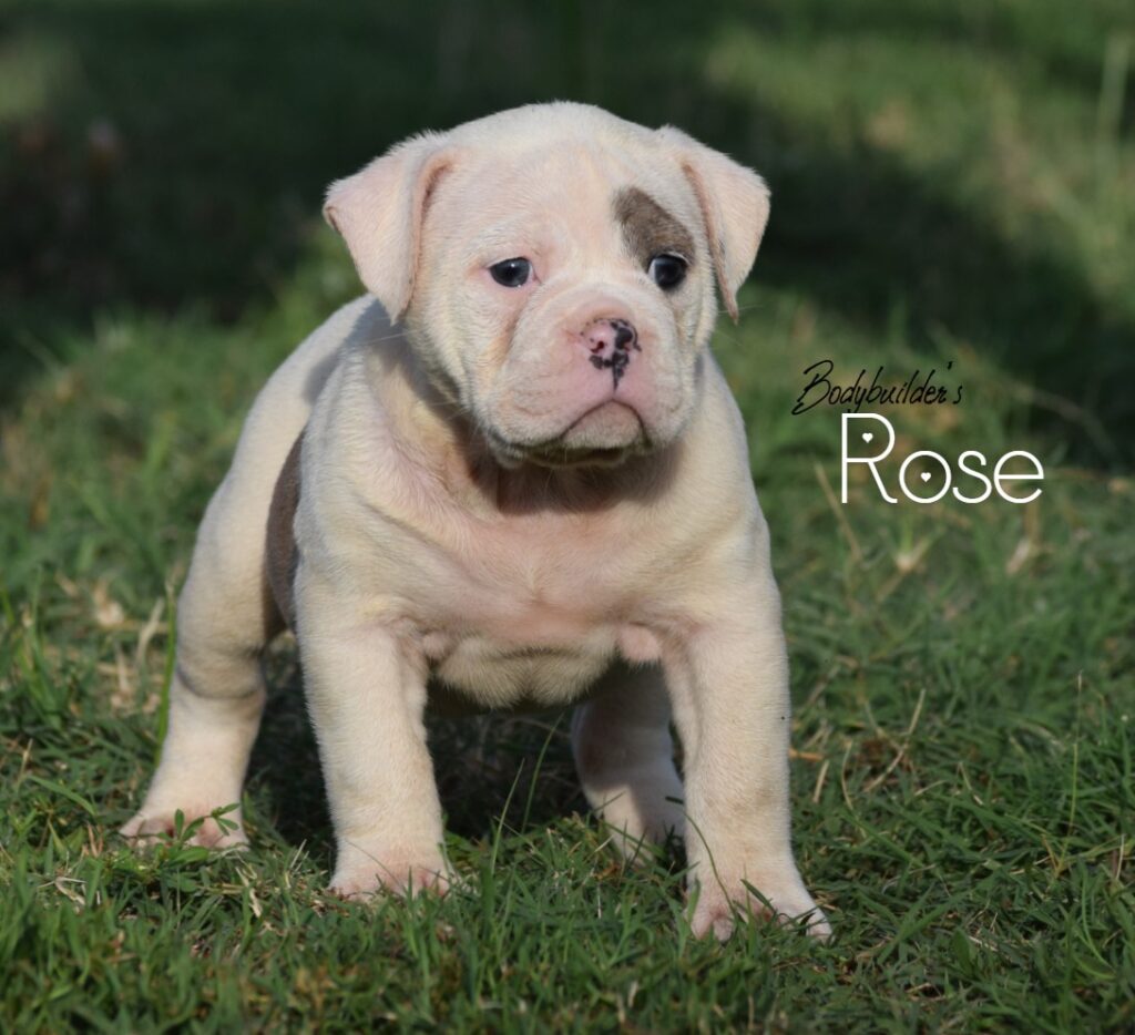 Rose